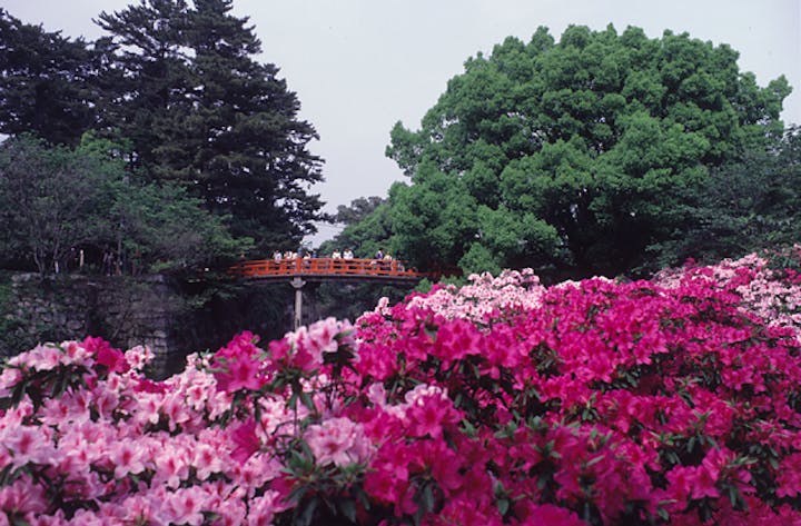 岡崎公園のサツキ，ツツジ