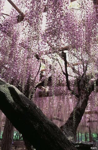 岡崎公園の五万石藤