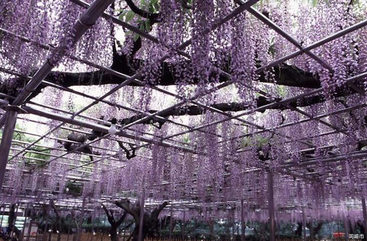 【規模縮小】五万石藤まつり