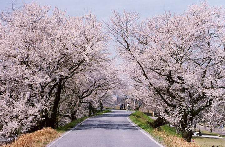 木曽川堤（桜）