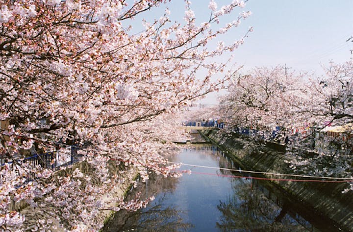 大江川河畔の桜