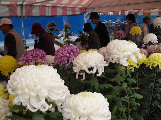 一宮菊花大会