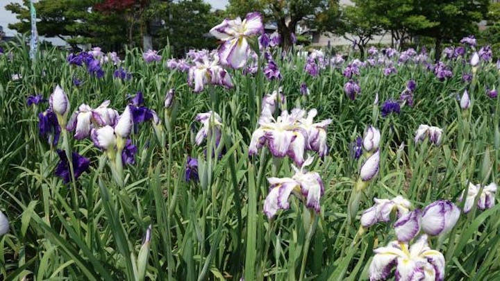 【2021年中止】花しょうぶ祭