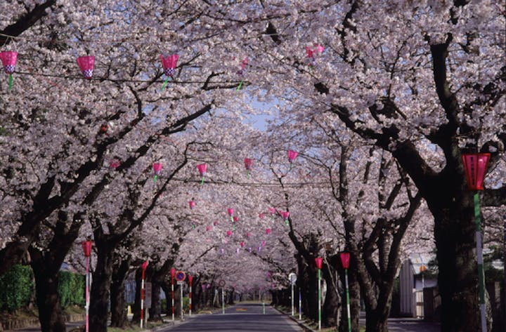 諏訪の桜トンネル