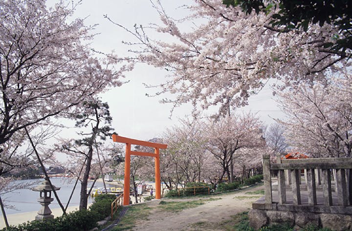 天王川公園の桜