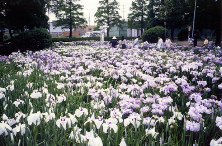 油ケ渕遊園地花しょうぶ園