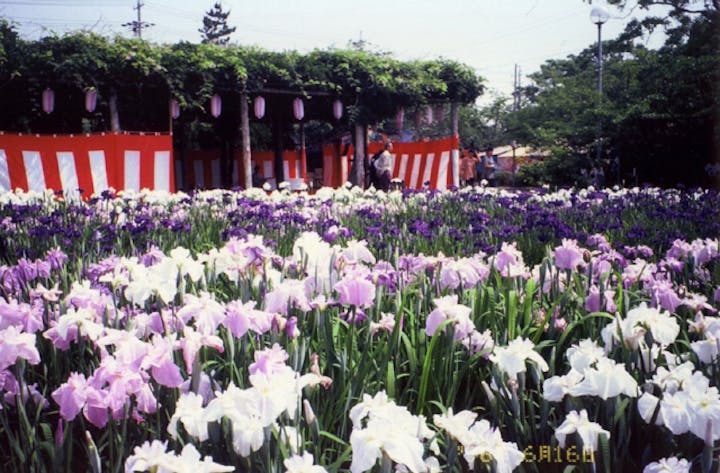 へきなん花しょうぶまつり