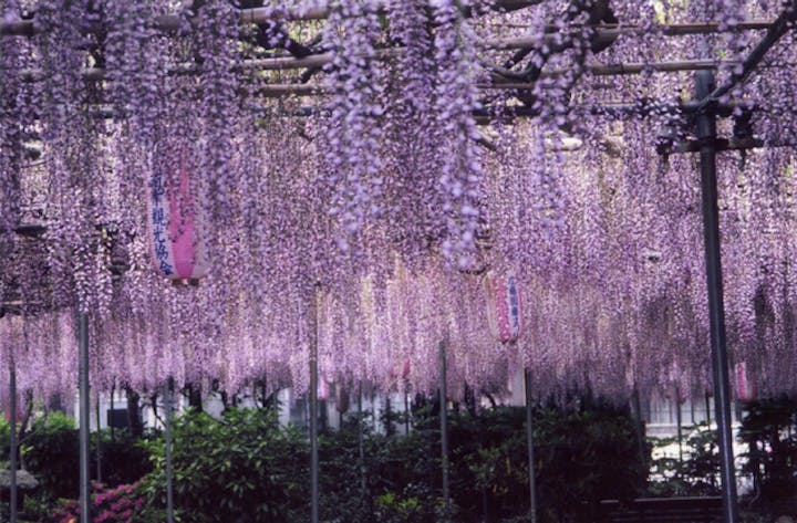 広藤園藤まつり