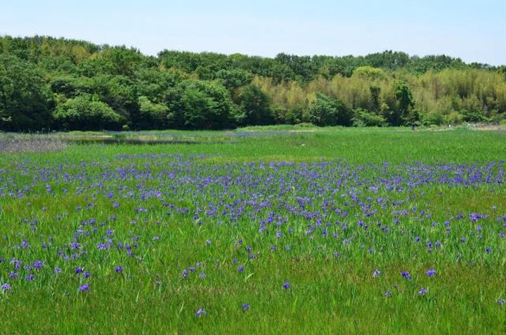 小堤西池のカキツバタ群落
