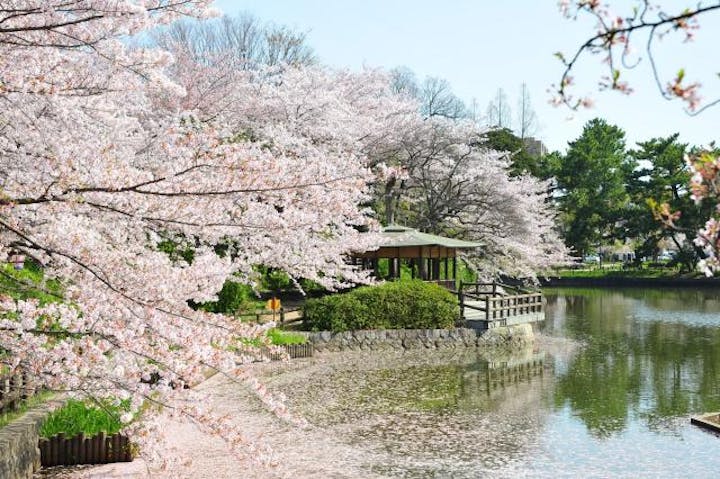 刈谷桜まつり（2021年は新型コロナウイルス感染拡大防止のため中止）