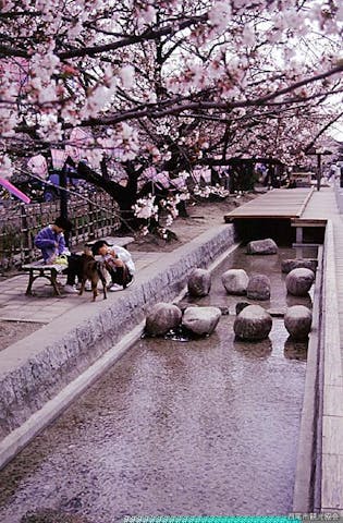 みどり川の桜