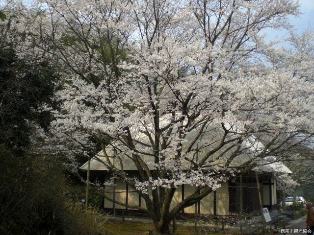 無の里の薄墨桜
