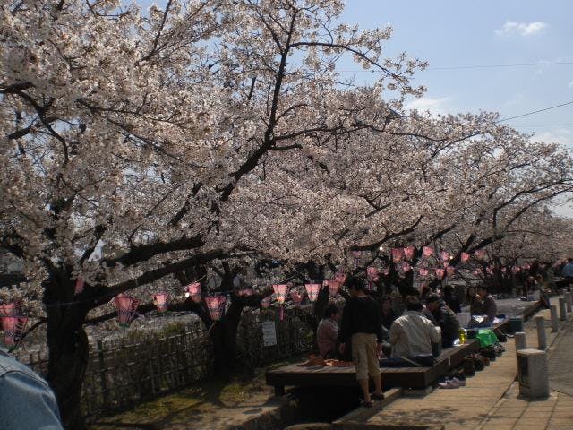 西尾六万石桜まつり