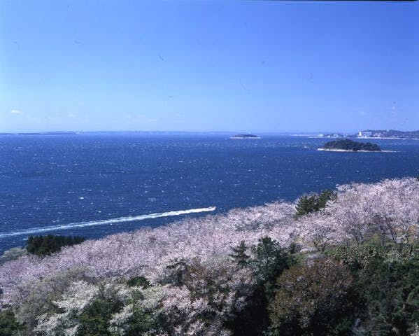 西浦温泉桜まつり