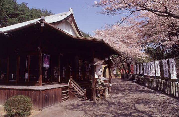 善光寺山公園の桜