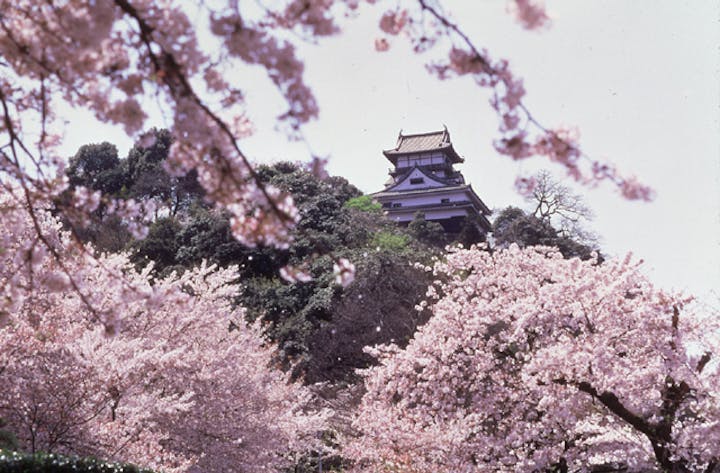 木曽川河畔犬山城の桜