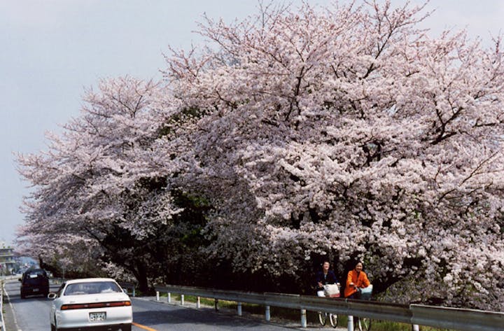 木曽川堤の桜