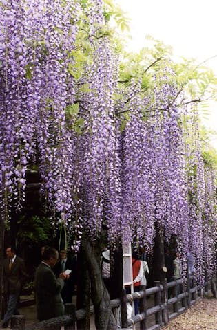 曼陀羅寺公園の藤