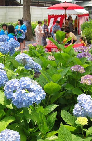 尾西あじさいまつり