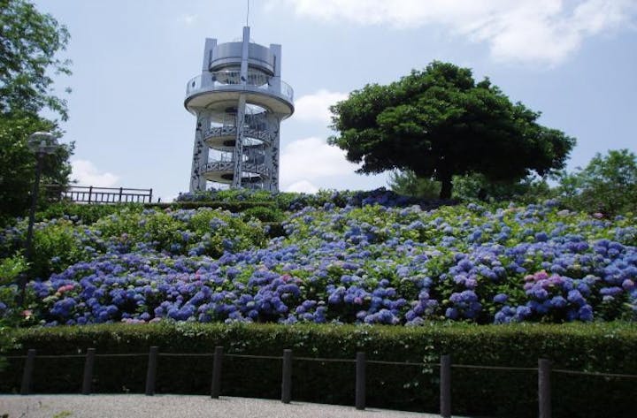 【2021年中止】バラ・アジサイまつり