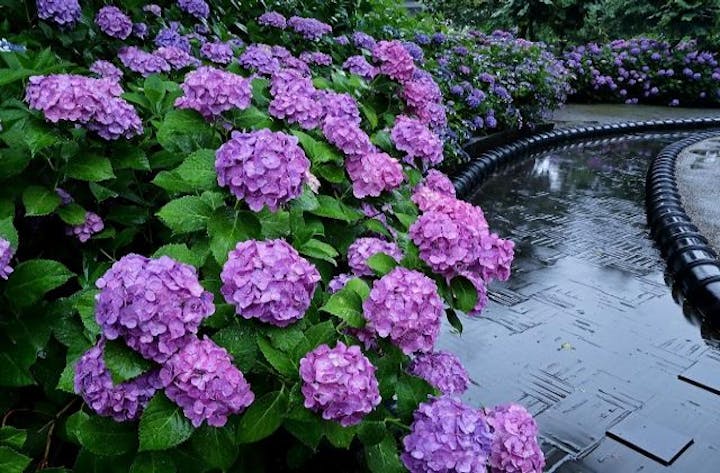 【2021年中止】稲沢あじさいまつり