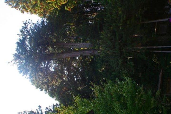 甘泉寺のコウヤマキ