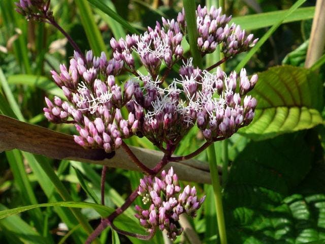 長ノ山の湿原植物