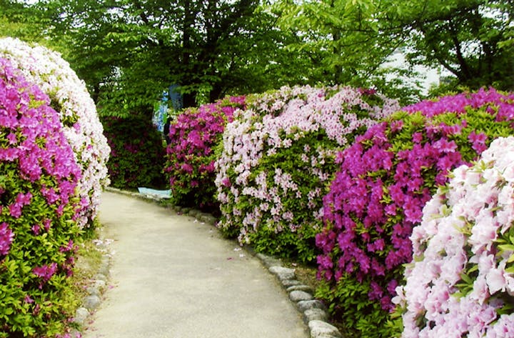 大倉公園のつつじ