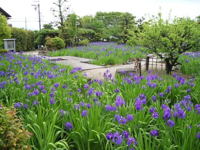 史跡八橋かきつばたまつり アソビュー