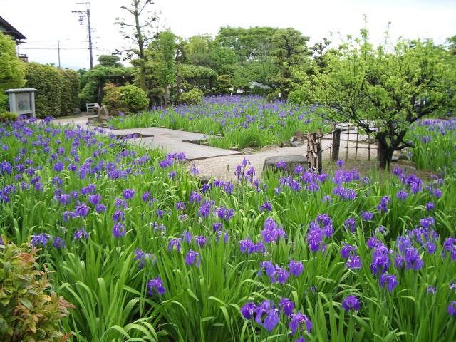 史跡八橋かきつばたまつり アソビュー 史跡八橋かきつばたまつり アソビュー