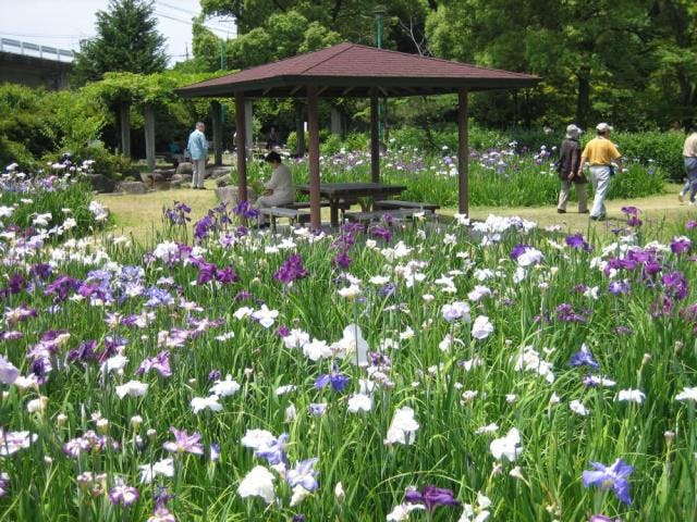 知立公園花しょうぶまつり