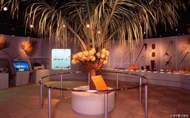 やしの実博物館