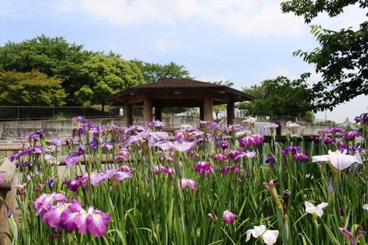 花菖蒲（愛知県蟹江町）