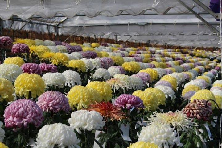 【2021年中止】阿久比町みんなの菊花展