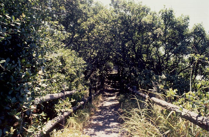 羽豆神社の社叢