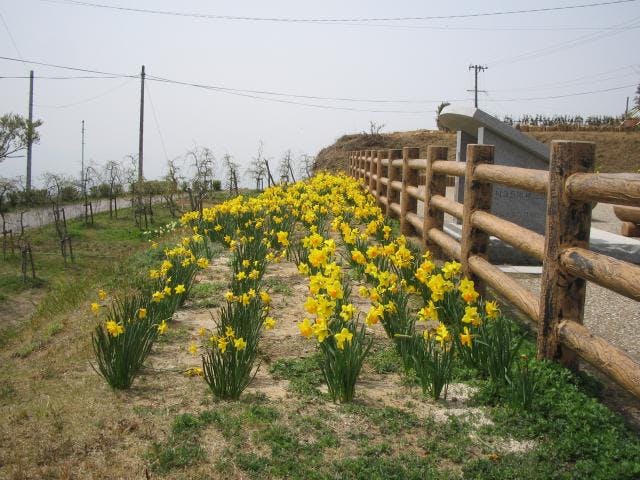 水仙（三ヶ根山スカイライン）