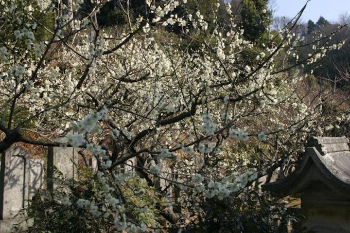 本光寺の梅園