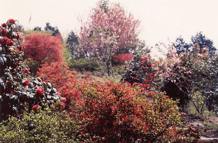 彦左公園の花木