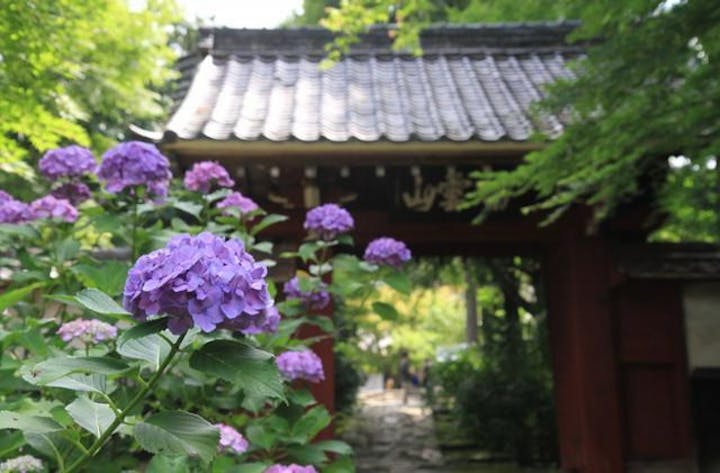 【2021年開催中止】本光寺紫陽花まつり
