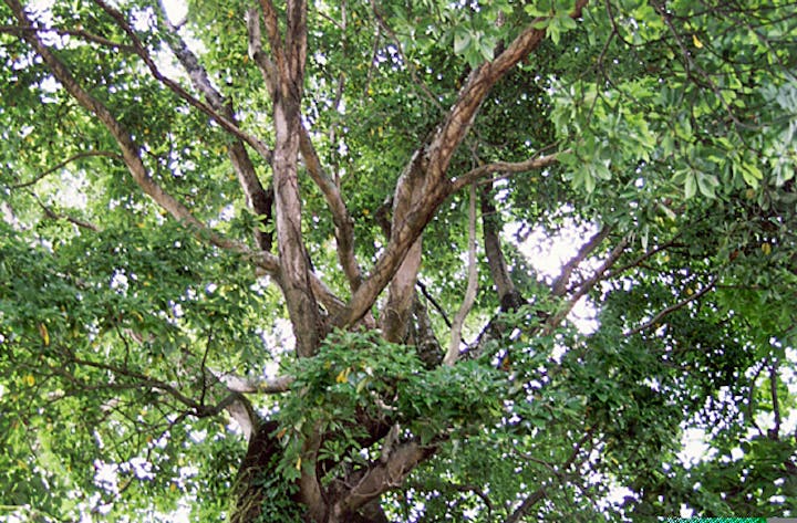 福田寺のイヌグス