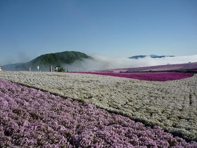 天空の花回廊　芝桜の丘