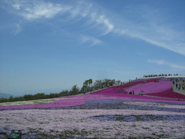 東海 芝桜 の遊び 体験 アソビュー