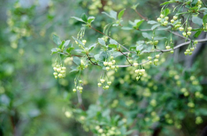 宮路山のコアブラツツジ