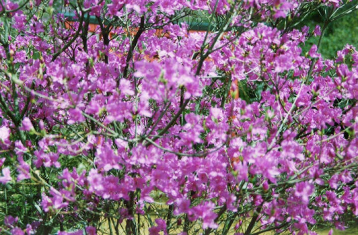 冨士神社のコバノミツバツツジ
