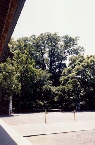 砥鹿神社のケヤキ