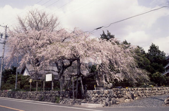 宝円寺の枝垂桜