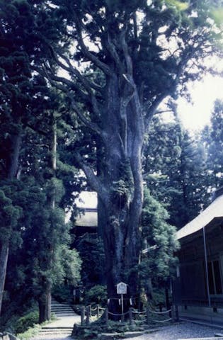 砥鹿神社奥宮（本宮山）の社叢