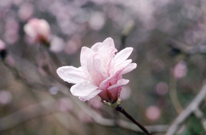 伊川津のシデコブシ