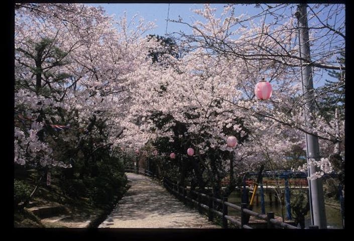 津偕楽公園の桜