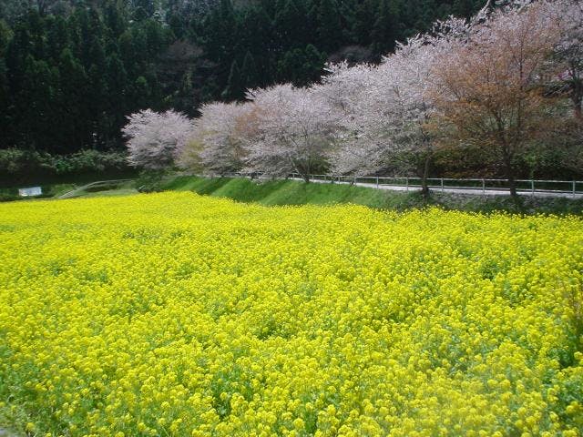 榊原温泉の桜